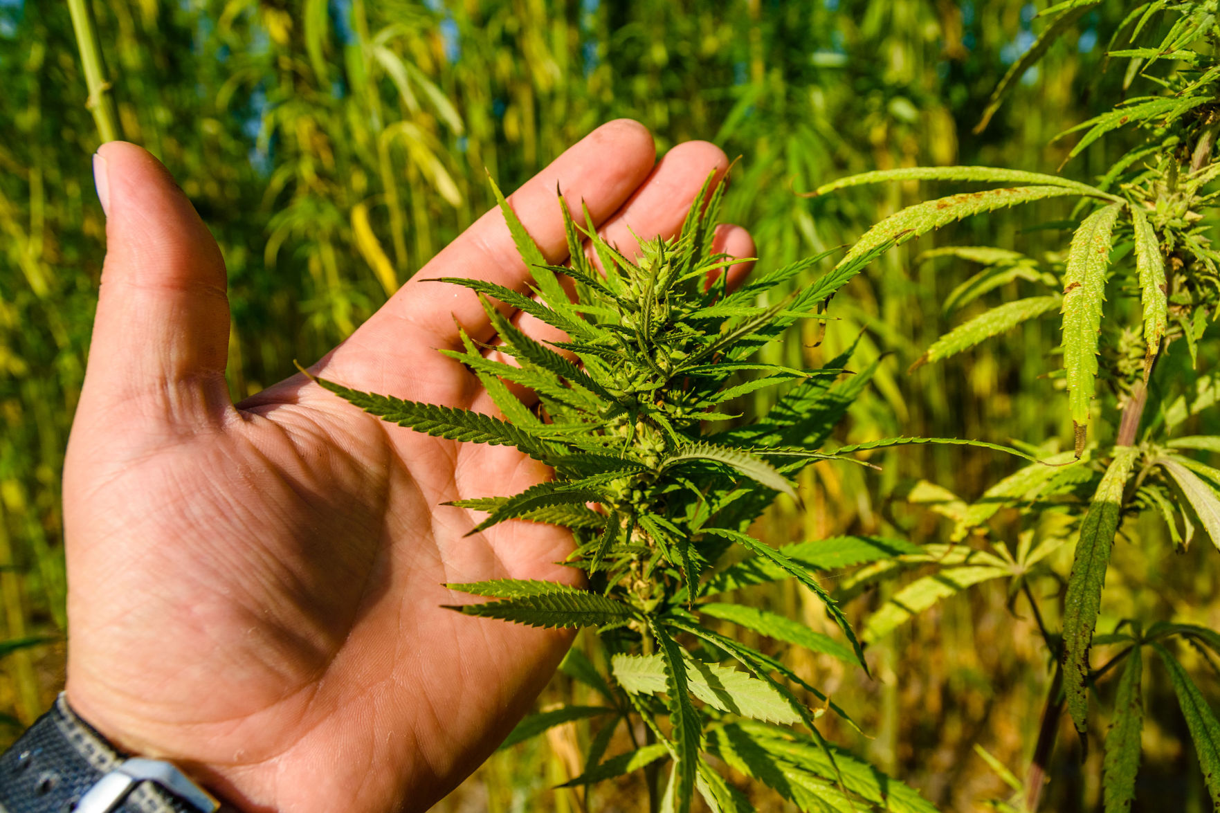 Hemp plant